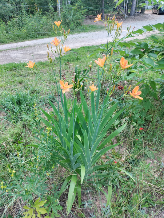 Blackberry Lily - Iris domestica