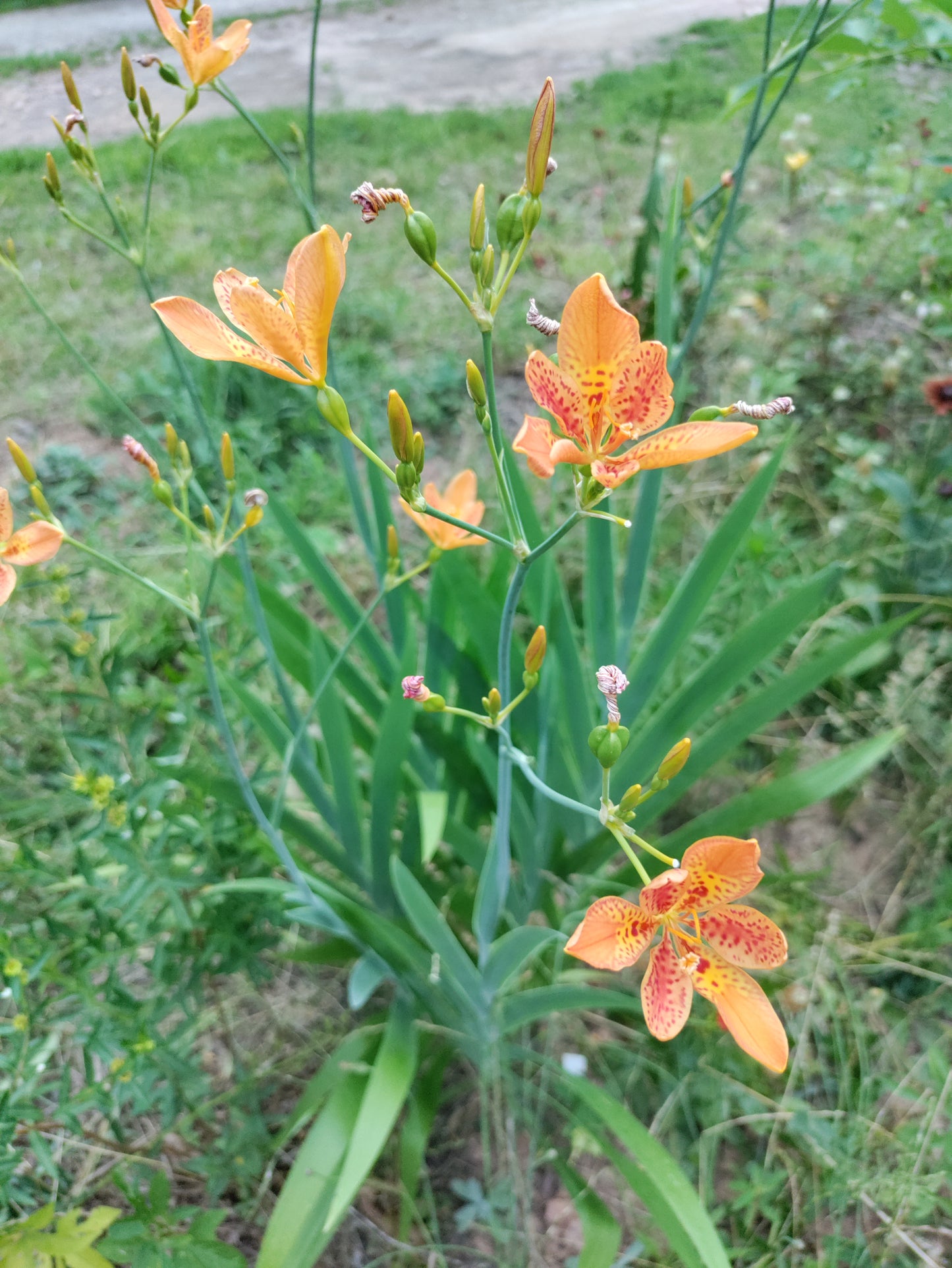 Blackberry Lily - Iris domestica