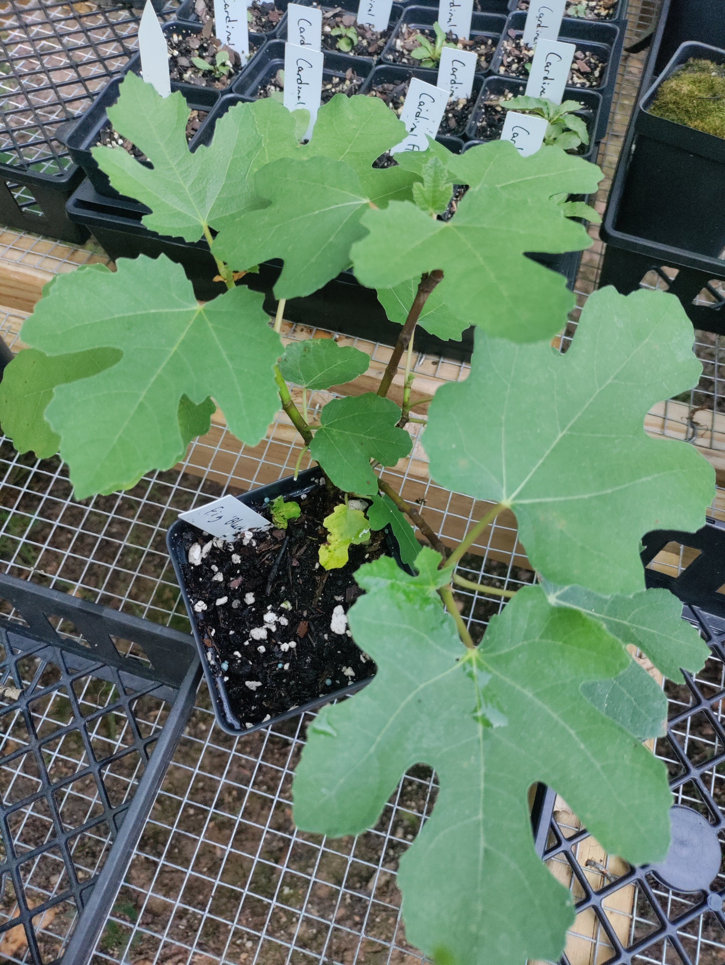 Fig 'Black Mission' - Ficus carica
