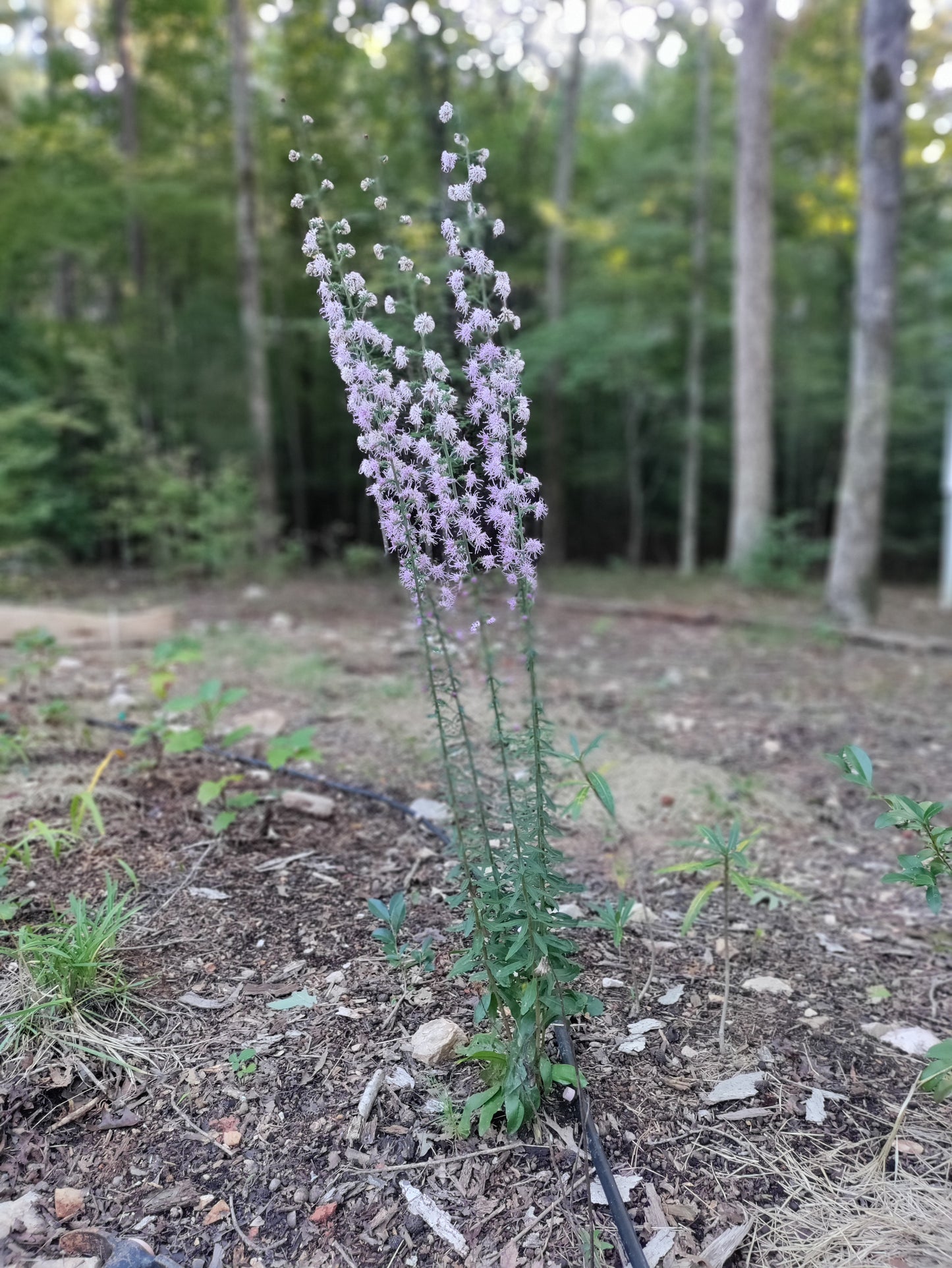 Blazing Star - Liatris