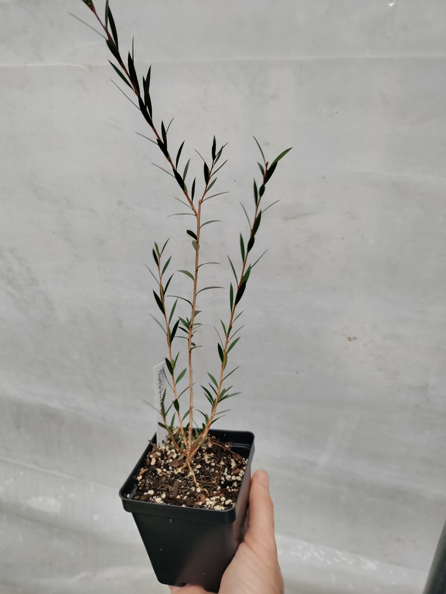 Stiff Bottlebrush - Callistemon rigidus