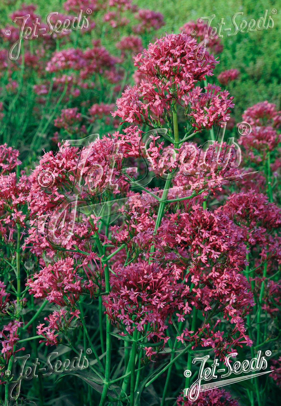 Red Valerian 'Pretty Betsy' - Centranthus ruber var coccineus