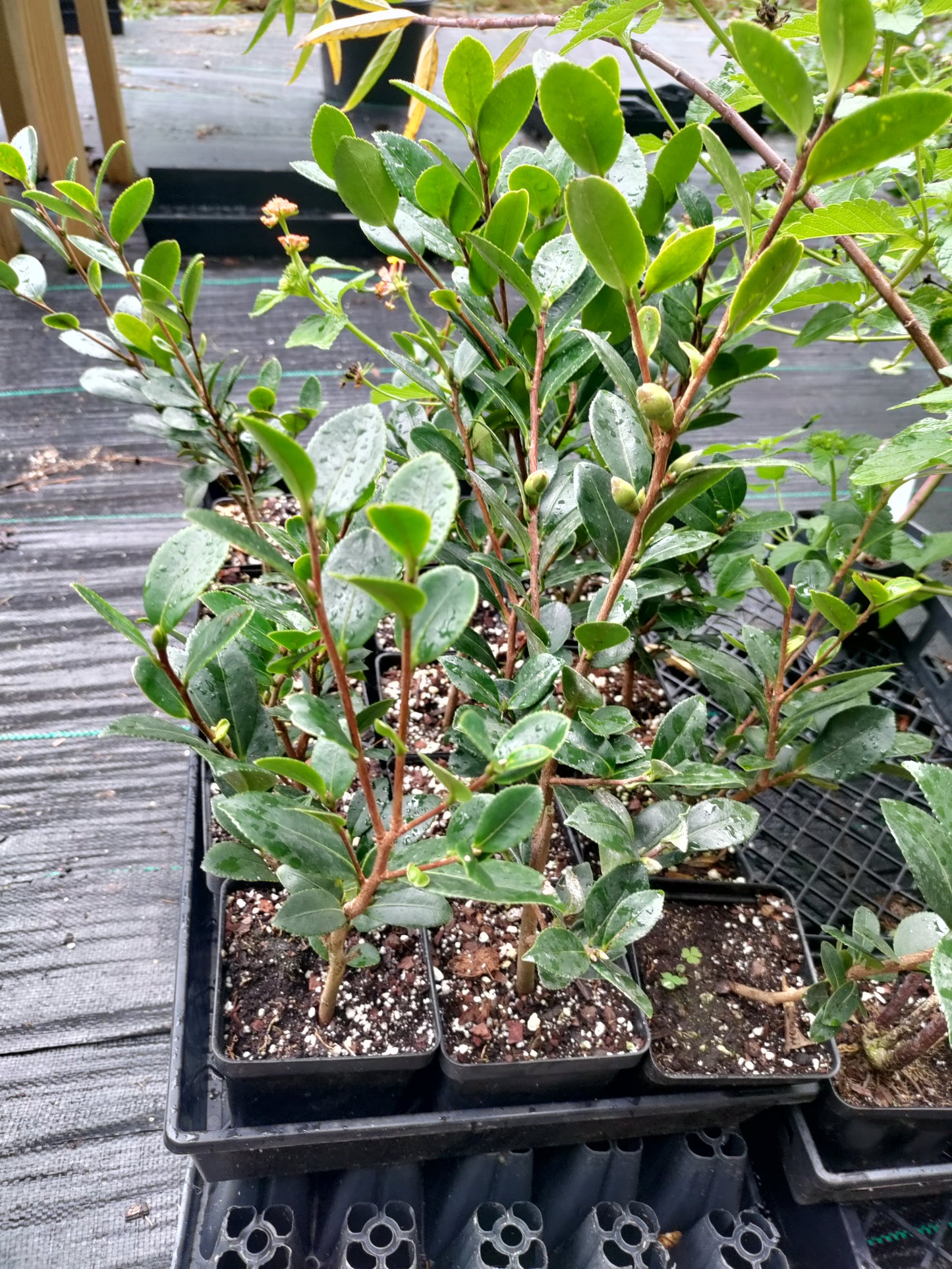 Camellia 'Yuletide' - Camellia sasanqua