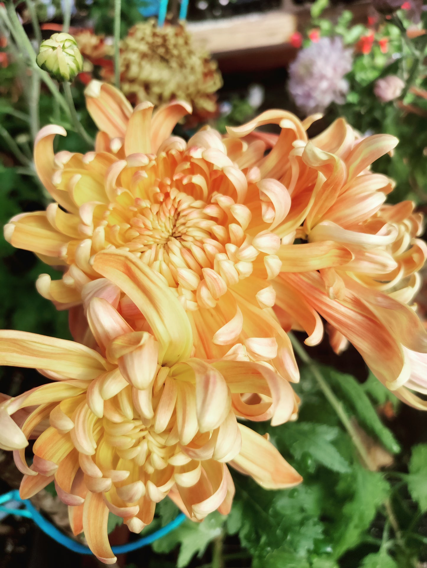 Chrysanthemum River City