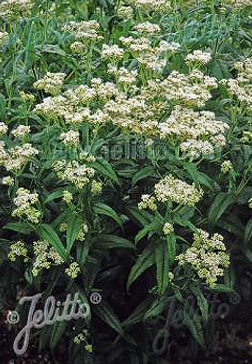 Boneset plant - Eupatorium perfoliatum