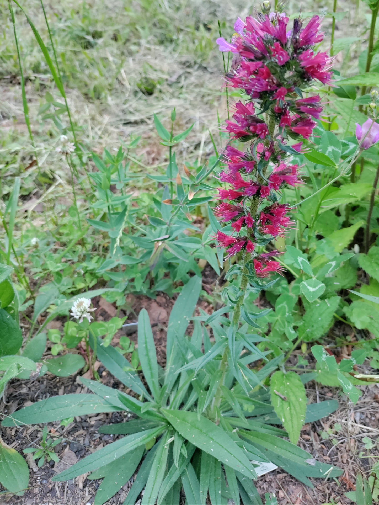Echium amoenum 'Eclat' - Red Feathers