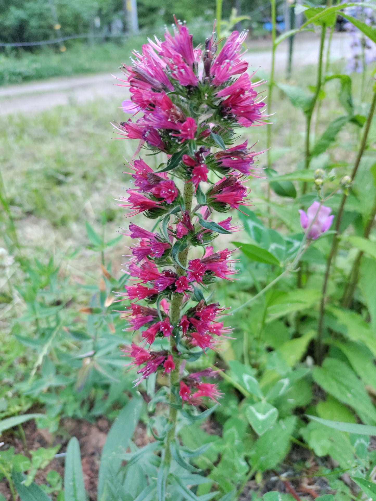 Echium amoenum 'Eclat' - Red Feathers