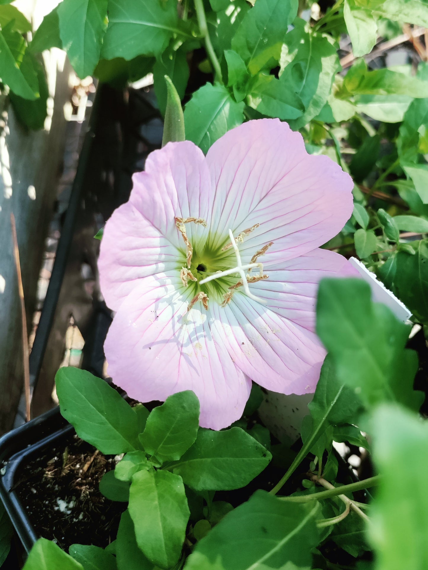 Showy Pink Evening Primrose - Oenothera speciosa