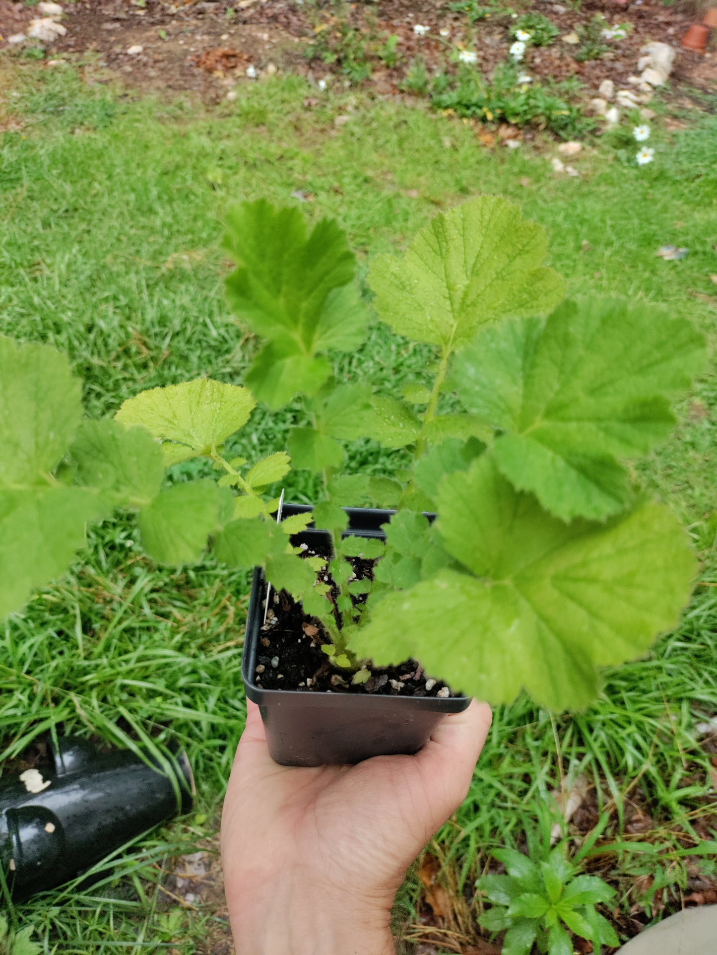 Geum 'Mrs. Bradshaw' - Avens