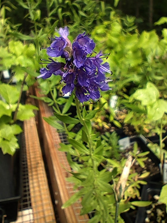 Hyssop 'Sprite Blue' - Hyssopus Officinalis