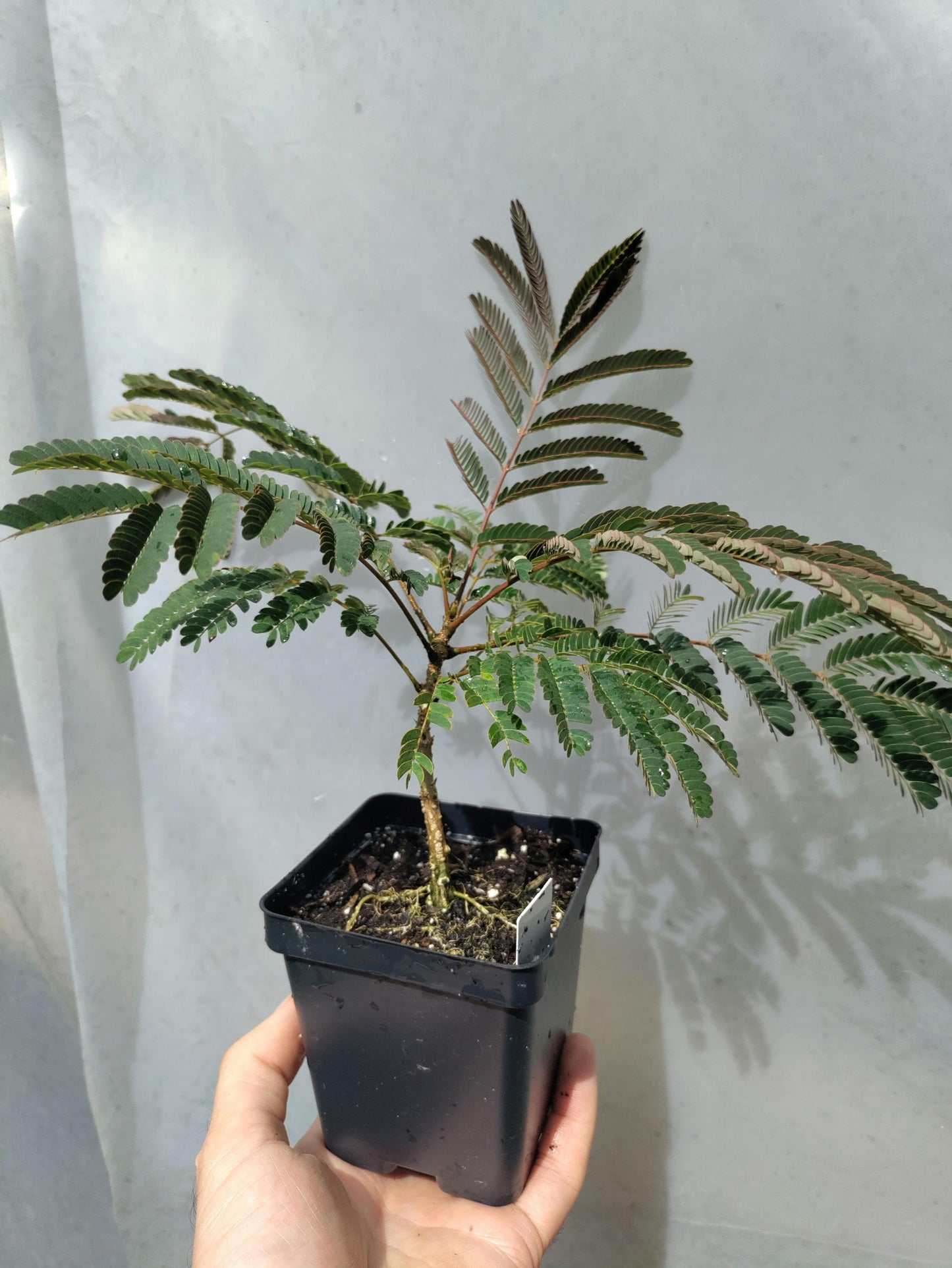Mimosa - Albizia julibrissin