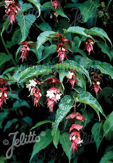 Himalayan Honeysuckle 'Gold Leaf' - Leycesteria formosa