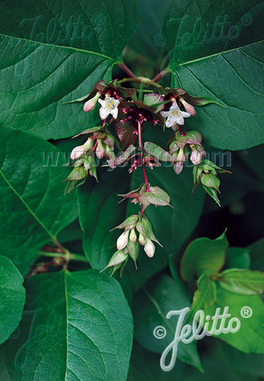 Himalayan Honeysuckle 'Gold Leaf' - Leycesteria formosa