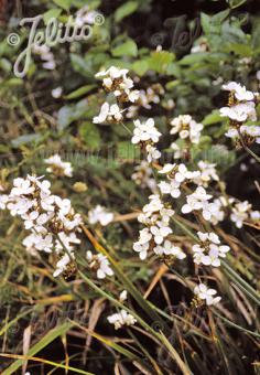 Snowy Mermaid - Libertia chilensis