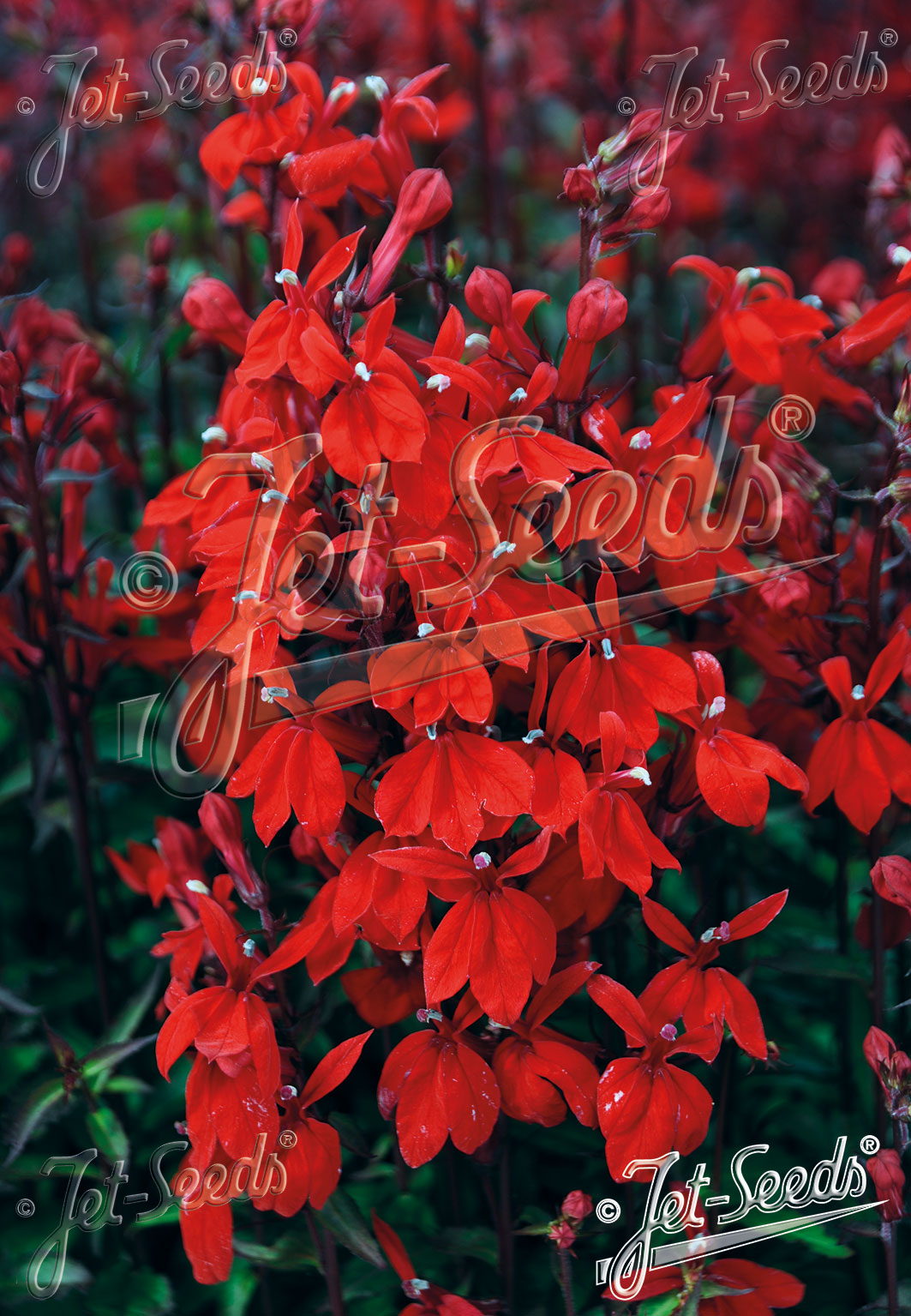 Lobelia Starship Scarlet - Lobelia speciosa