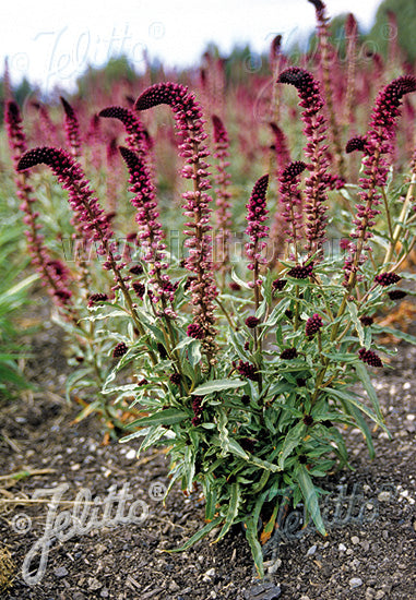 Lysimachia 'Beaujolais' - Burgundy Loosestrife