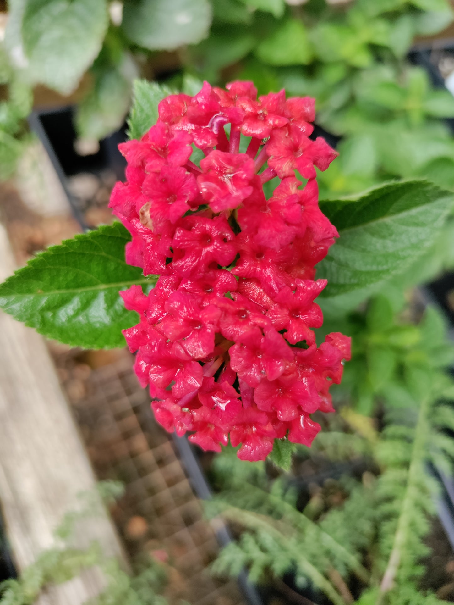 Lantana, Red