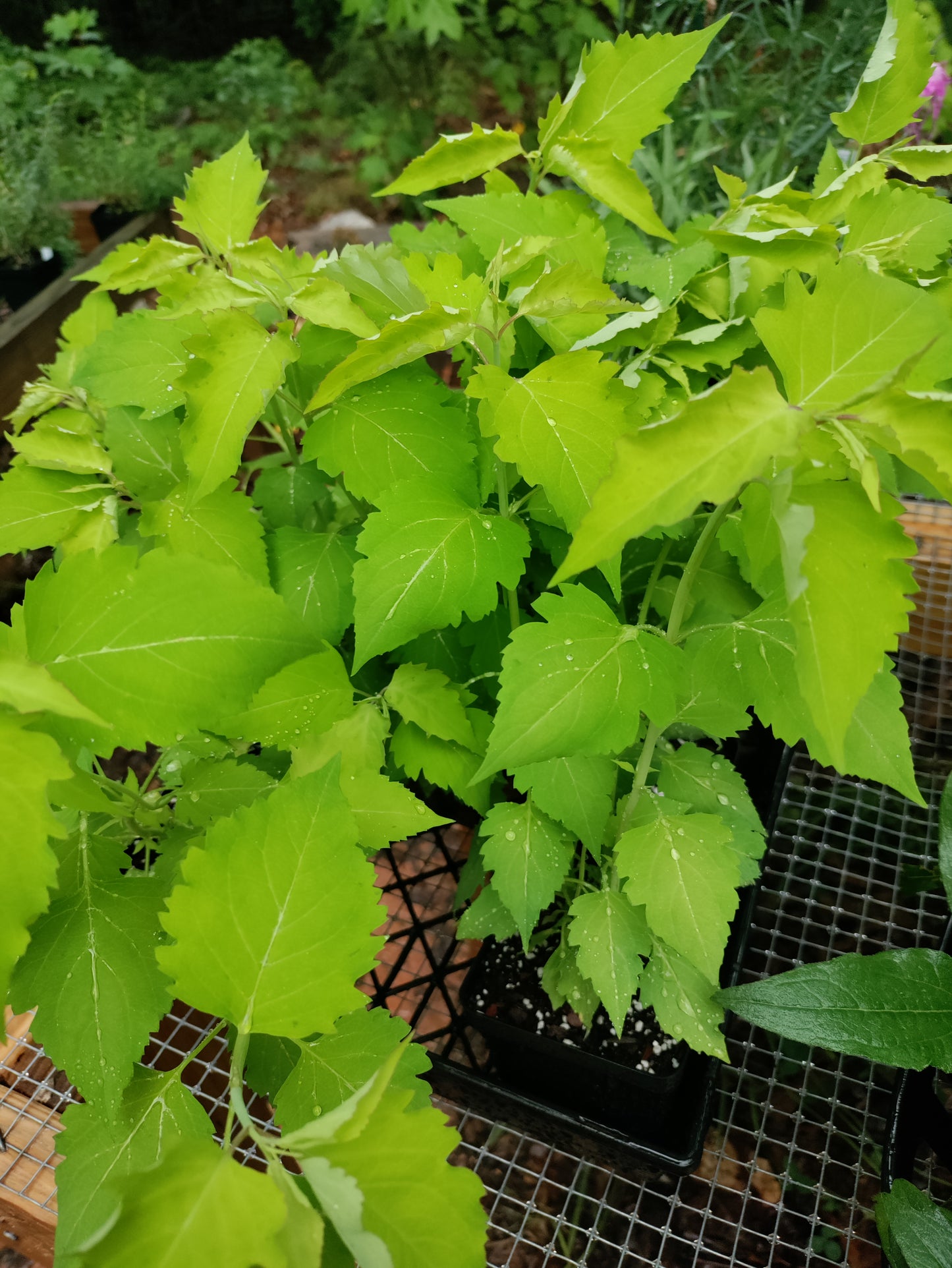 Himalayan Honeysuckle 'Gold Leaf' - Leycesteria formosa