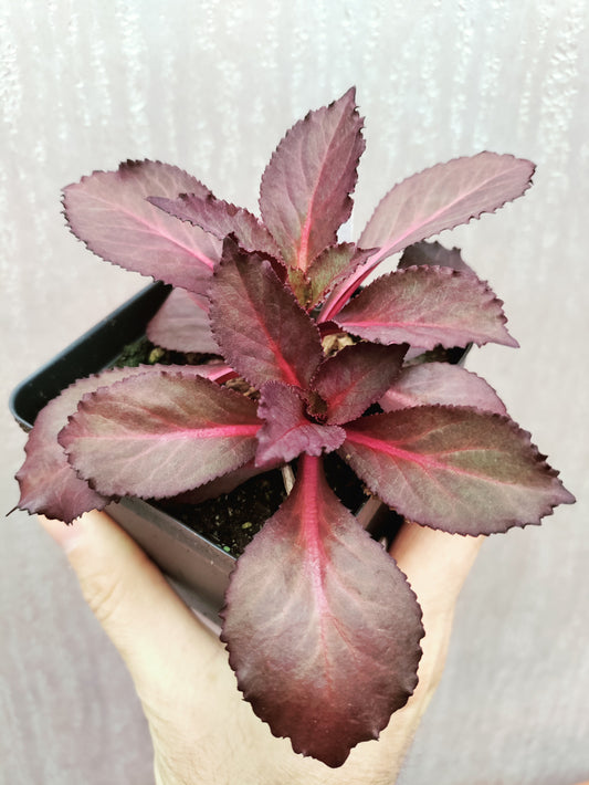 Lobelia Starship Scarlet - Lobelia speciosa