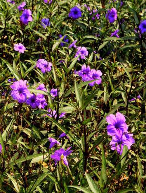 Mexican Petunia Purple - Ruellia simplex