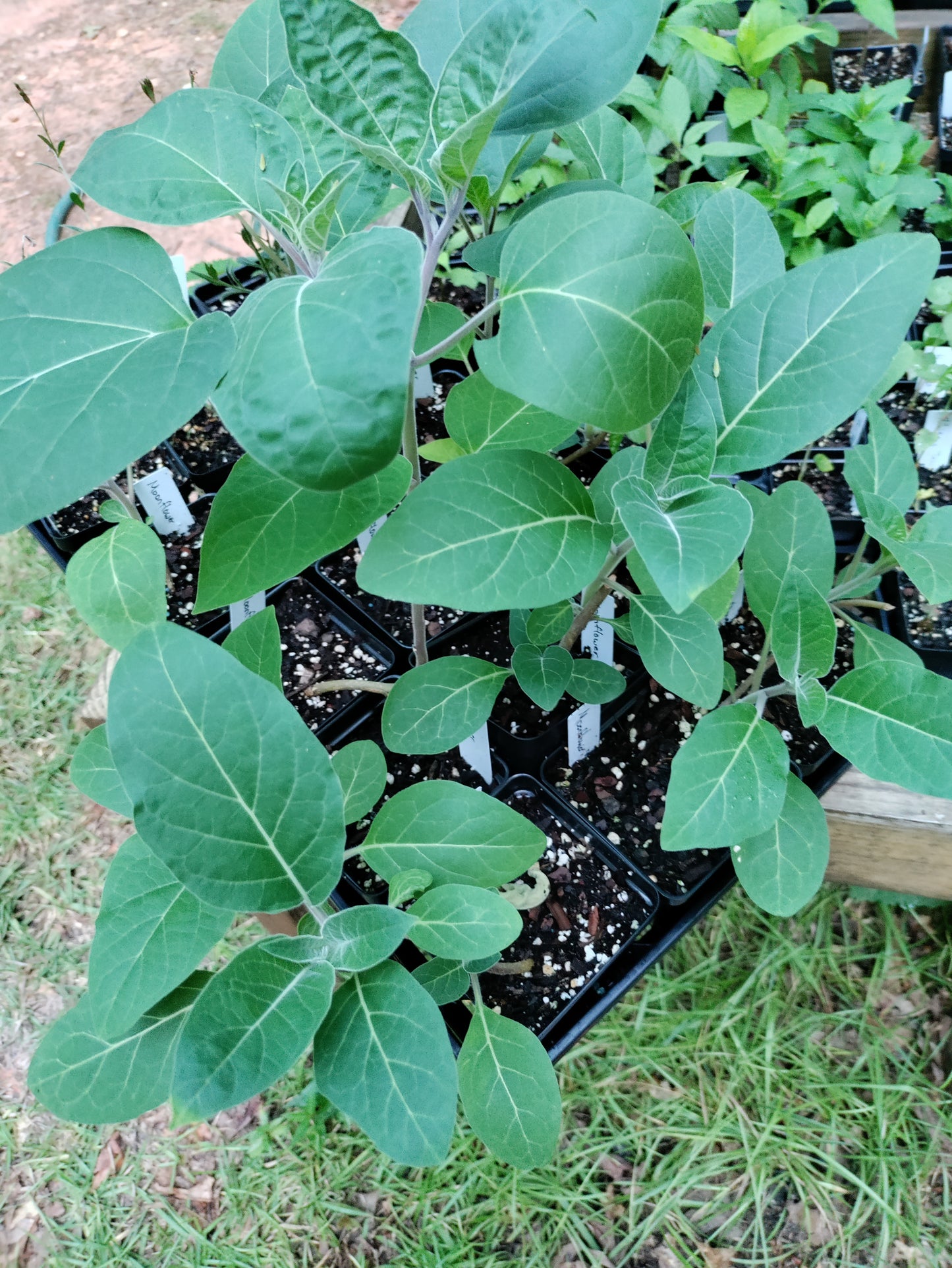 Datura Moonflower - Datura inoxia