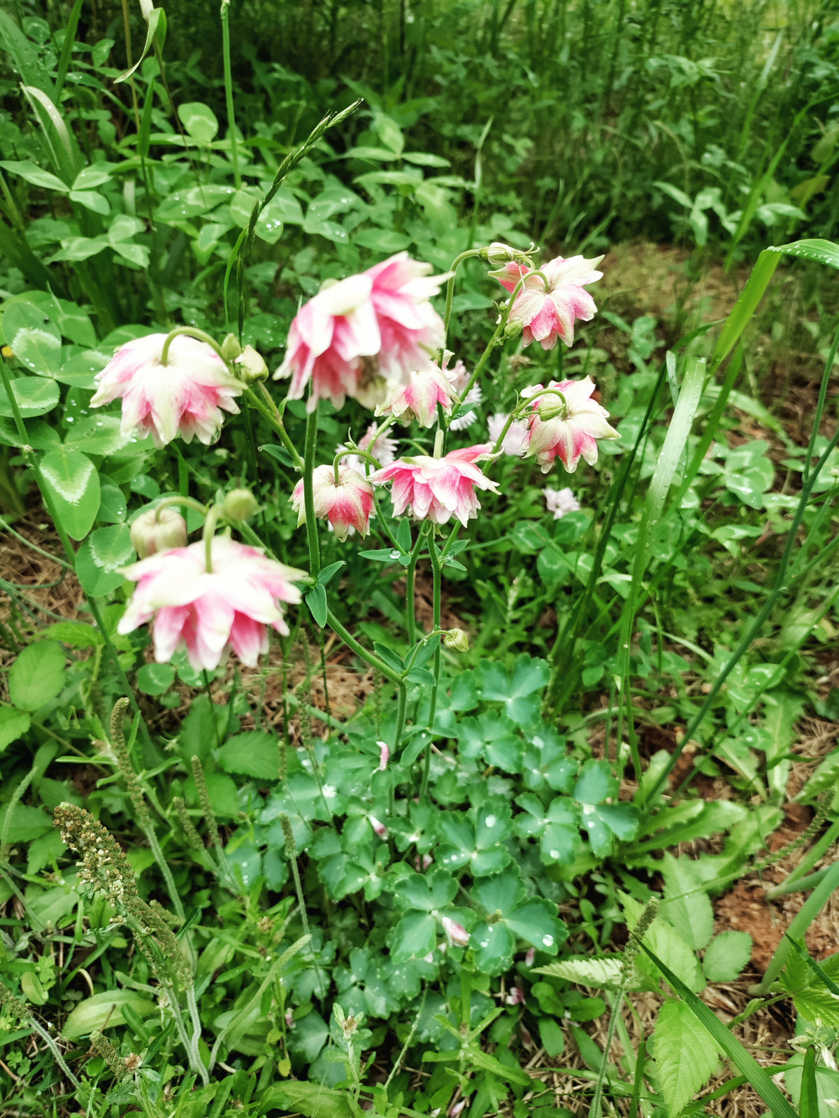Columbine Nora Barlow - Aquilegia vulgaris