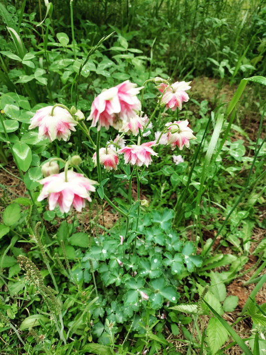 Columbine Nora Barlow - Aquilegia vulgaris