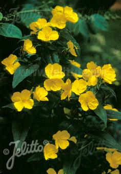 Primrose 'Sundrops' - Oenthera tetragona