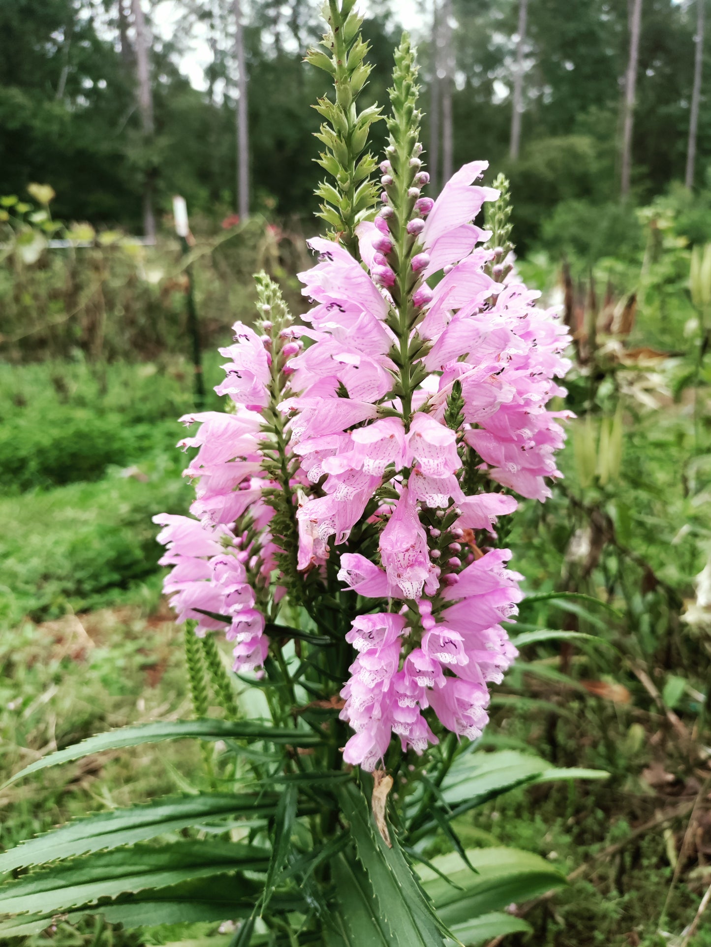Obedient Plant - Physostegia virginiana