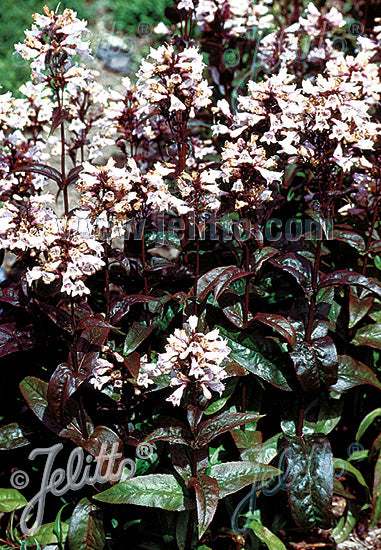 Penstemon 'Huskers Red' - Penstemon digitalis