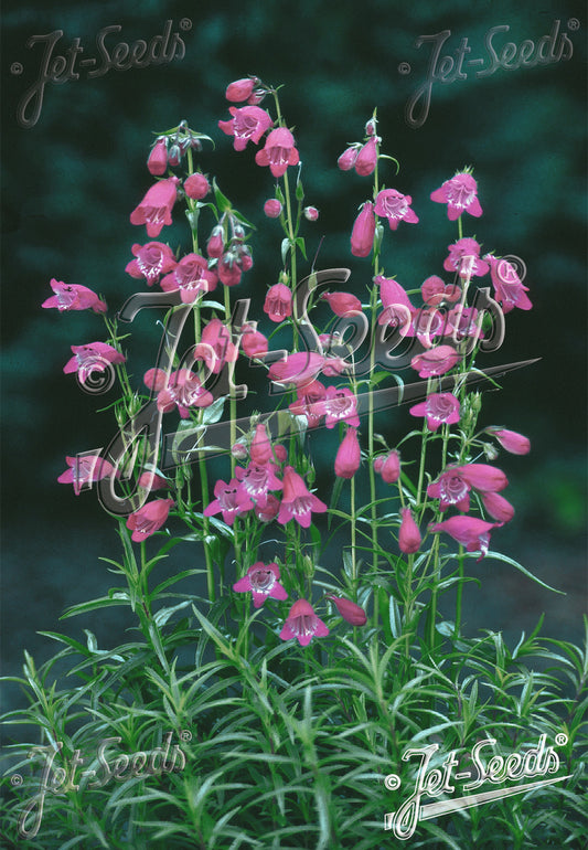 Penstemon 'Sunburst Ruby' - Penstemon X mexicale
