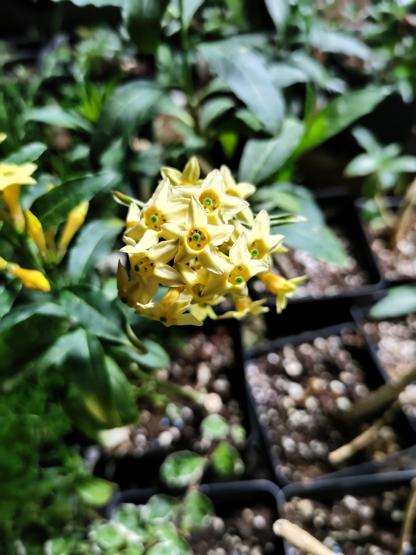 Chilean Jessamine plant - Cestrum parqui
