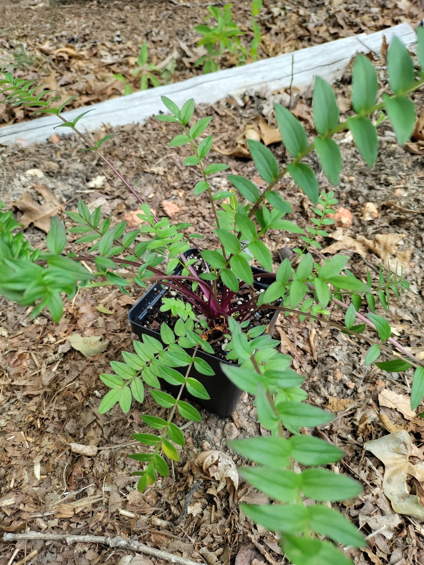 Polemonium 'Purple Rain' - Jacob's Ladder