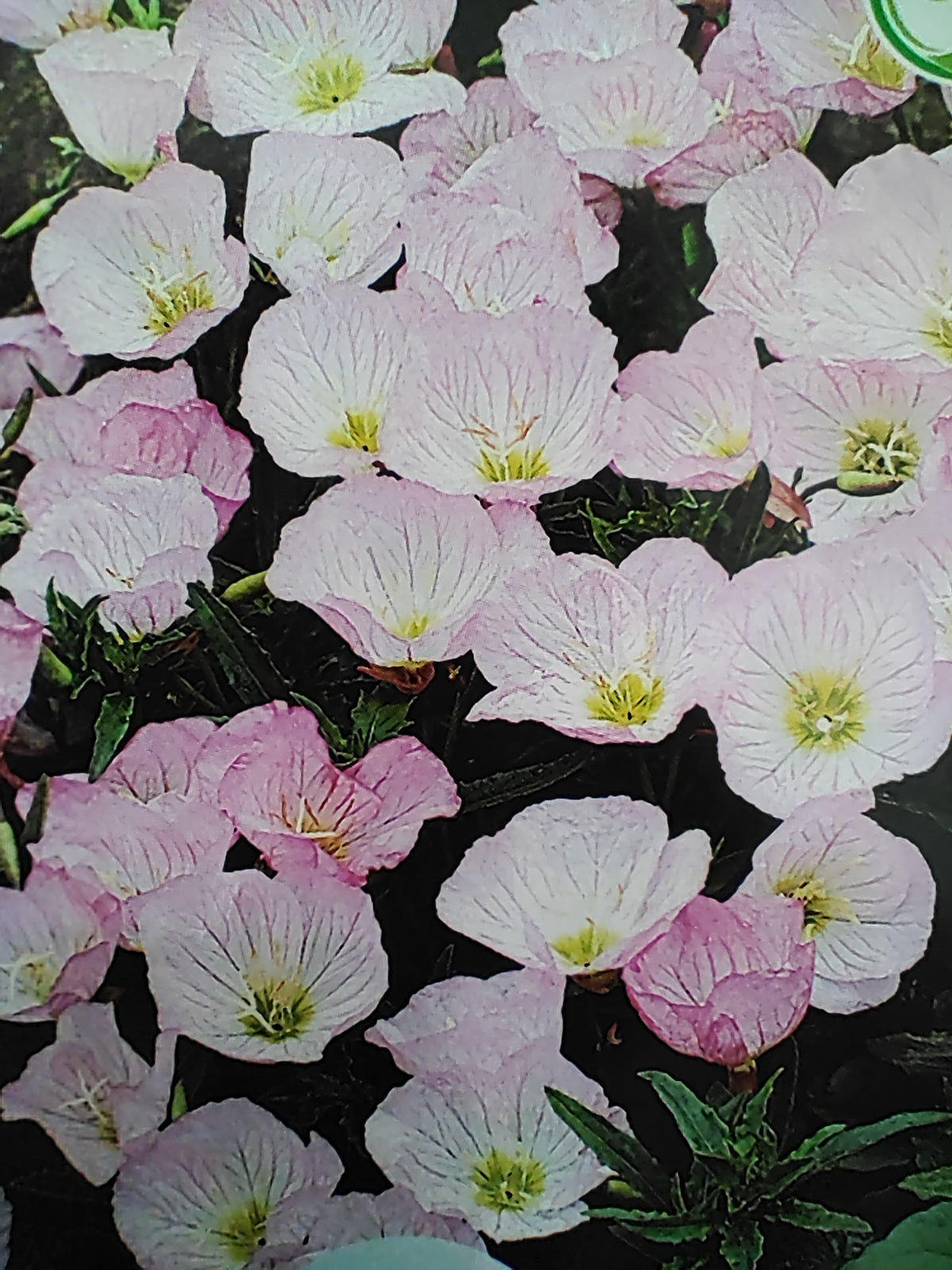 Showy Pink Evening Primrose - Oenothera speciosa