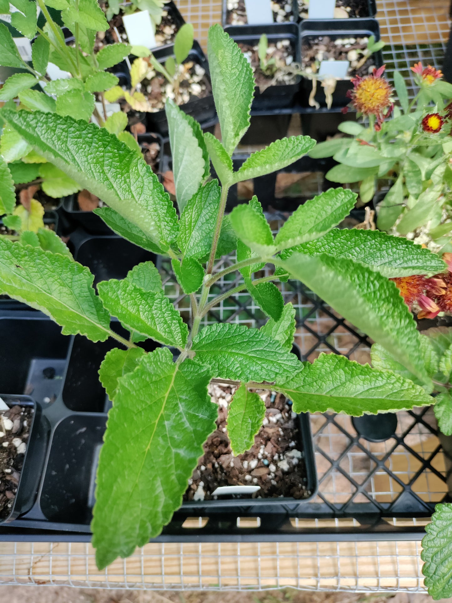 Red Root Sage, Danshen - Salvia miltiorrhiza