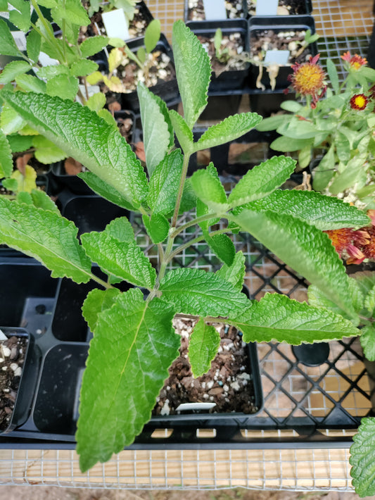 Red Root Sage, Danshen - Salvia miltiorrhiza