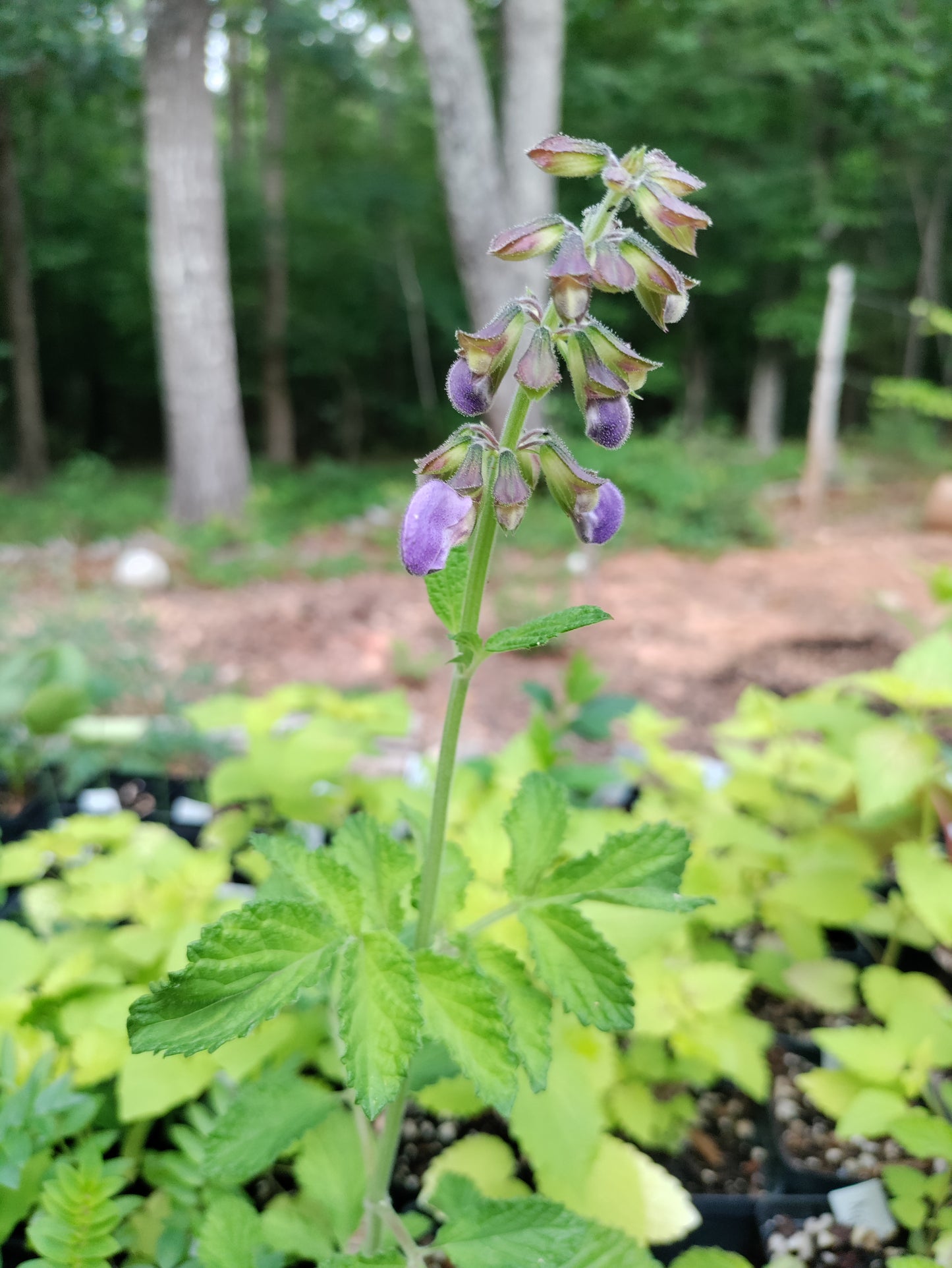 Red Root Sage, Danshen - Salvia miltiorrhiza