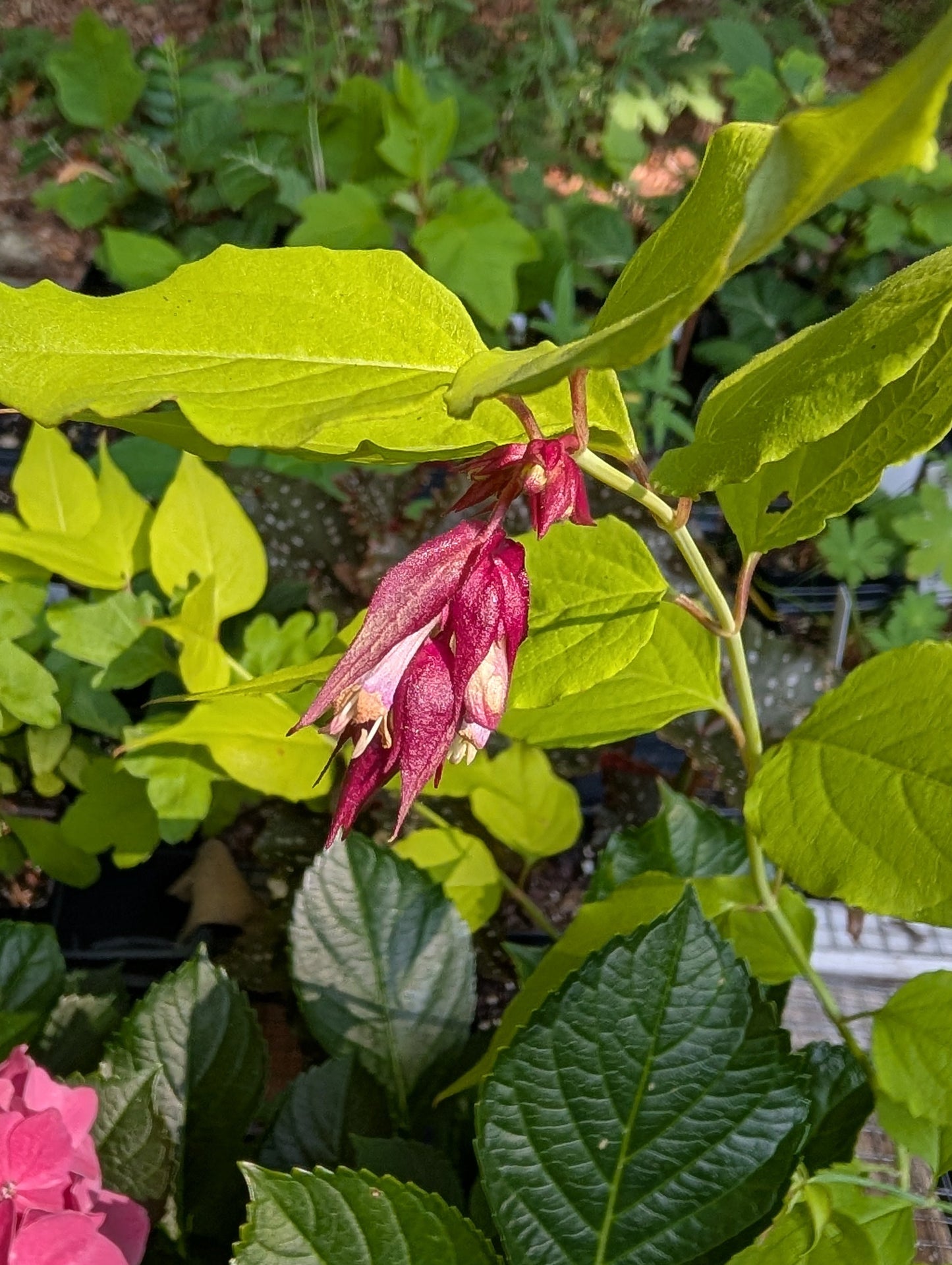 Himalayan Honeysuckle 'Gold Leaf' - Leycesteria formosa