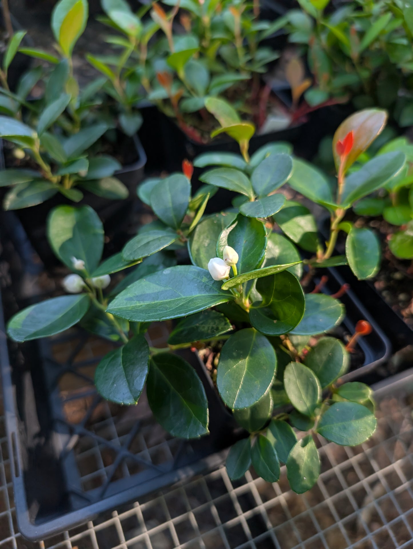 Wintergreen - Gaultheria procumbens