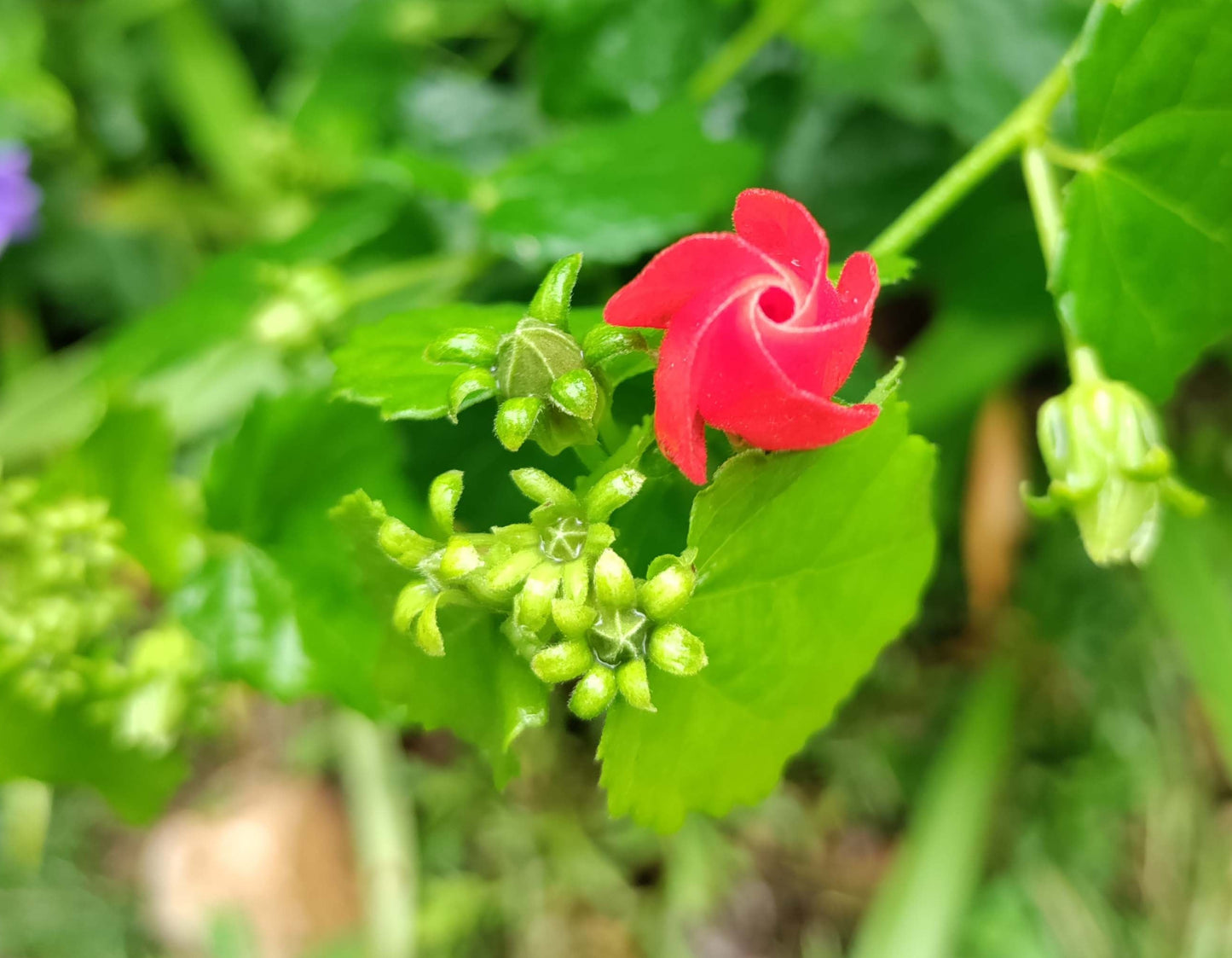 Turk's Cap Mallow Variegated