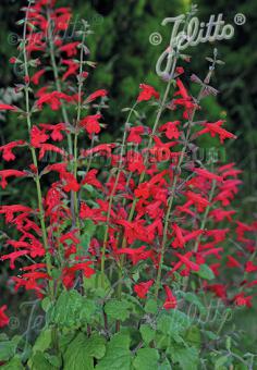 Salvia 'Arriba' - Salvia roemeriana