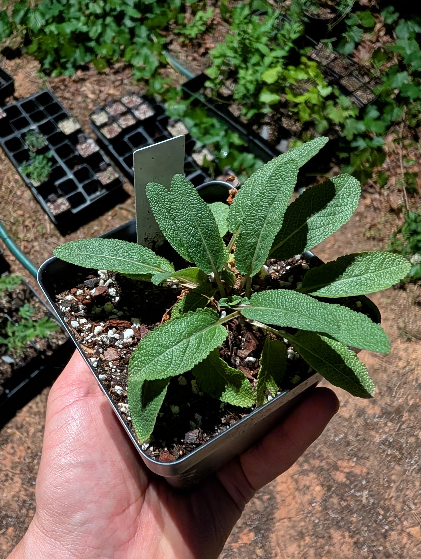 Salvia Violet Queen - Salvia nemorosa