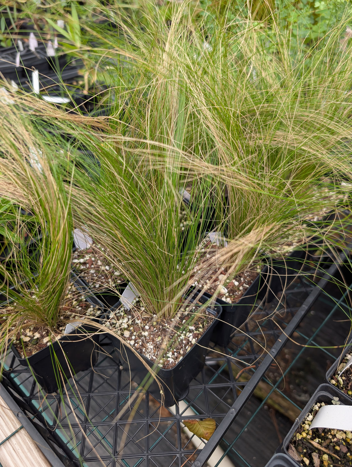 Mexican Feathergrass 'Pony Tails' - Stipa tenuissima