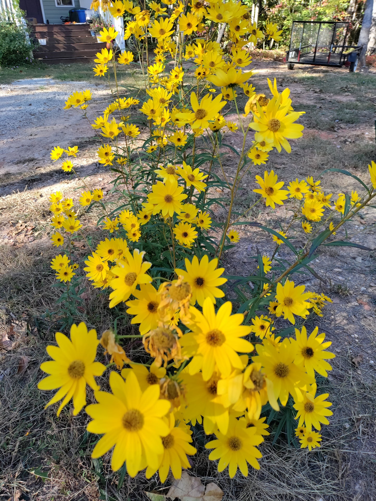 Sunflower Maximilian - Helianthus maximiliani