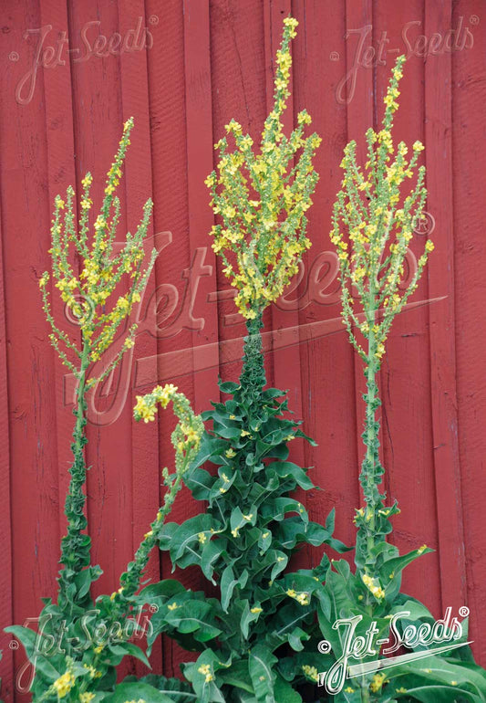 Olympic Mullein - Verbascum olympicum