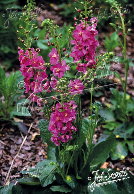 Pink Mullein 'Rosetta' - Verbascum phoeniceum