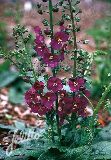 Purple Mullein - Verbascum phoeniceum 'Violetta'