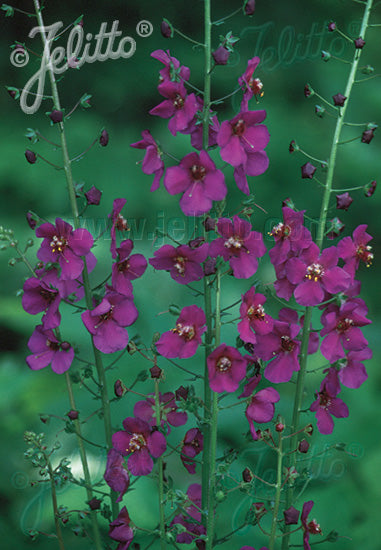 Purple Mullein - Verbascum phoeniceum 'Violetta'