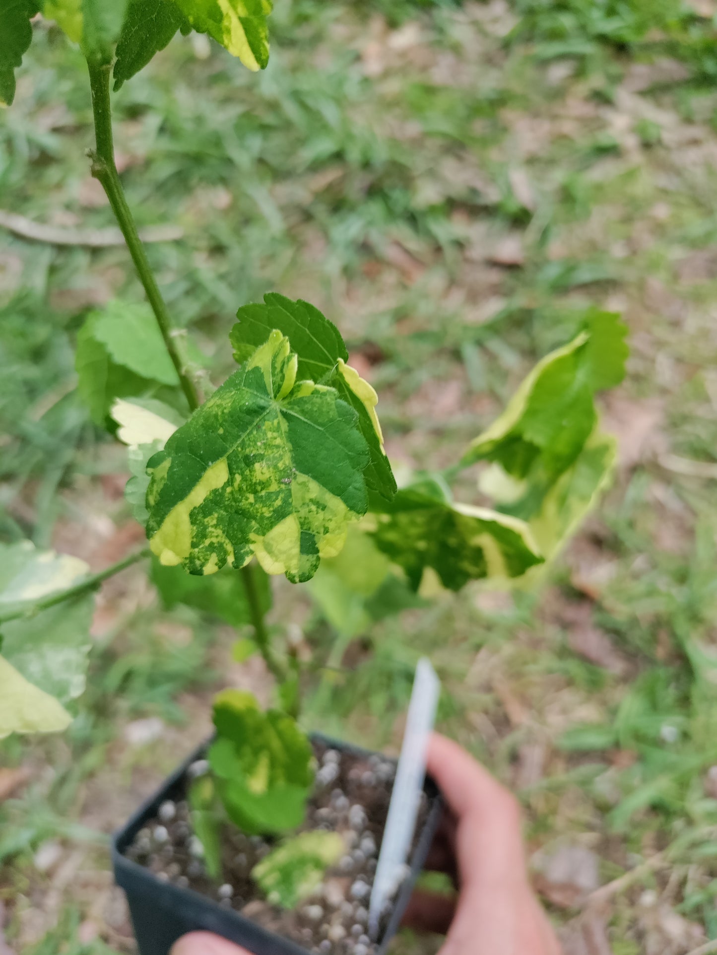 Turk's Cap Mallow Variegated