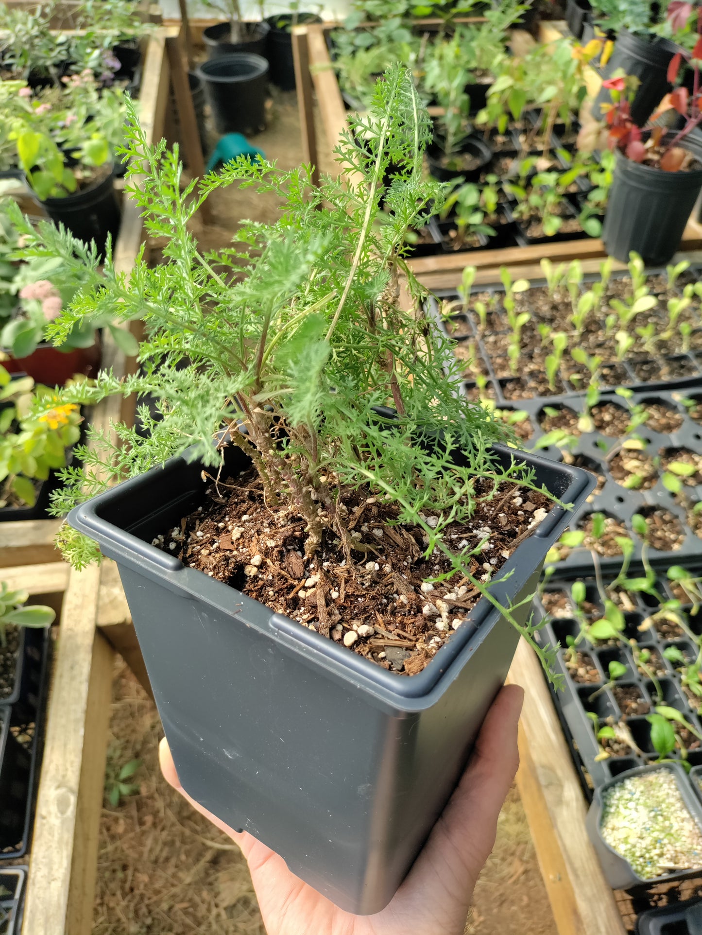 Yarrow 'Paprika'- Achillea millefolium